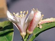 1180px-Citrus_reticulata_flower.jpg