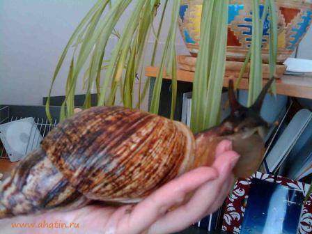 Achatina%20reticulata3.jpg