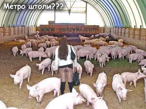girl-and-pigs.jpg